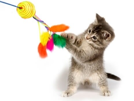 gato 2